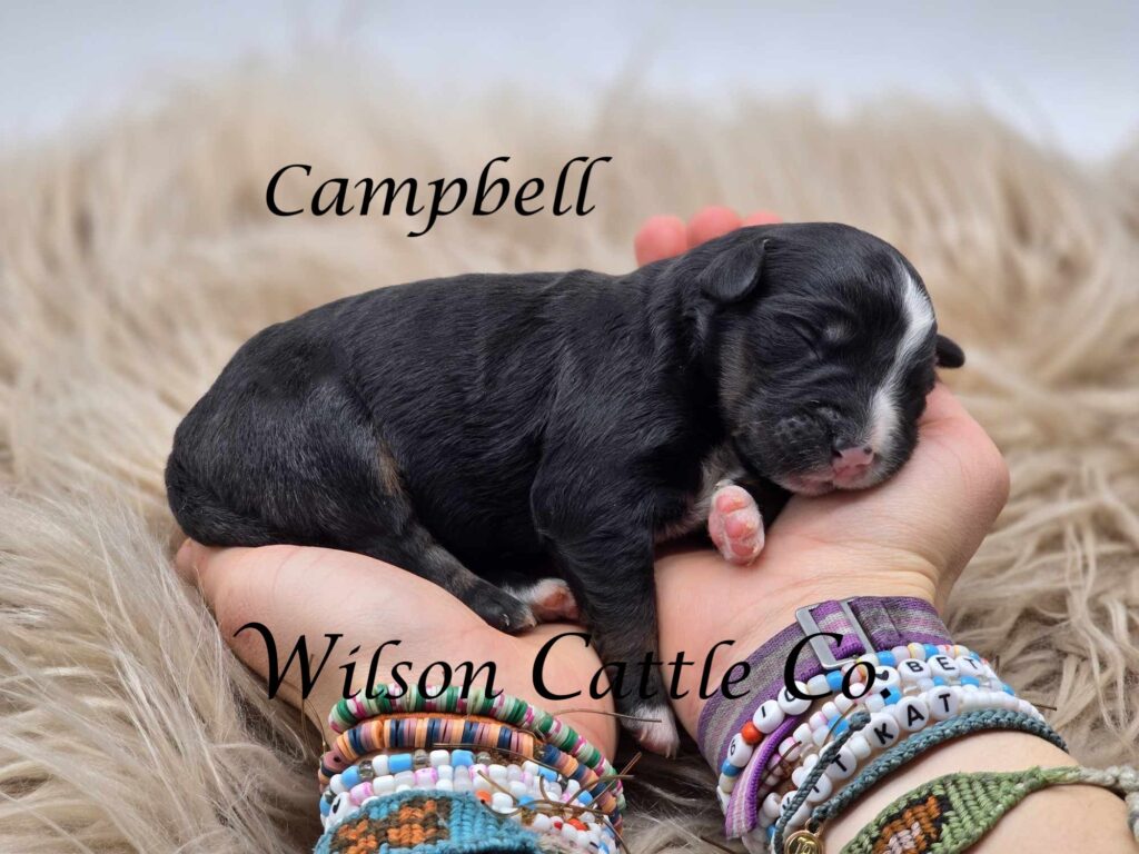 campbell name