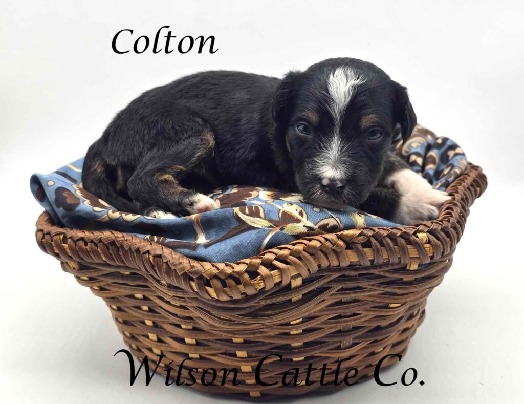 colton name