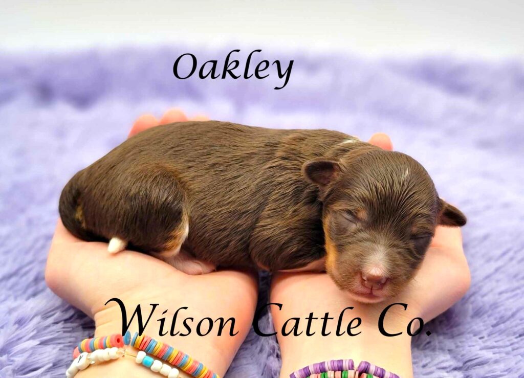 oakley name