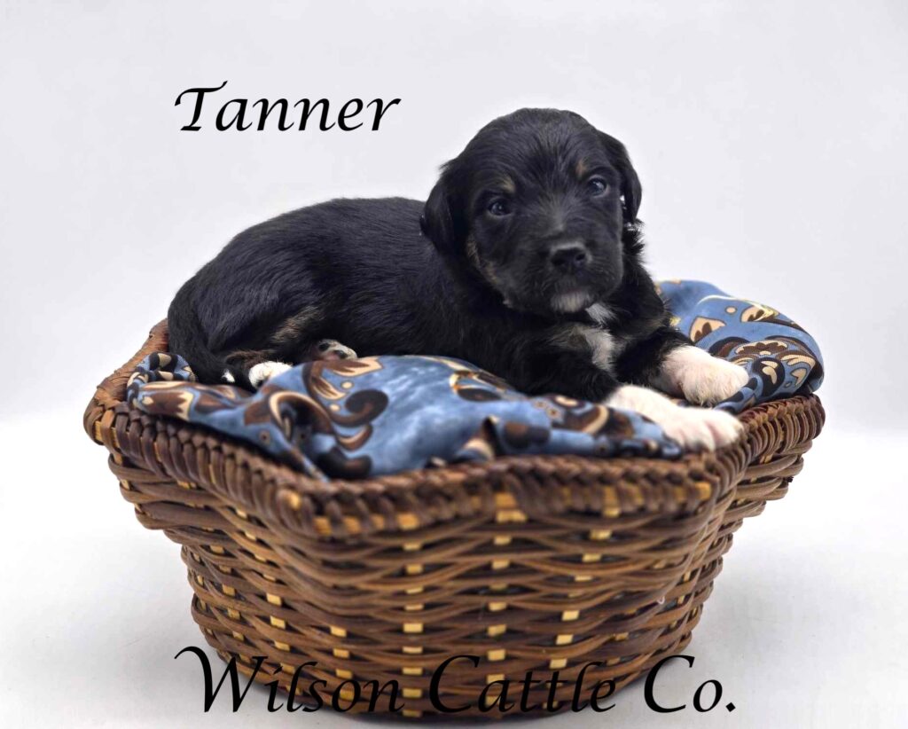 tanner 3 name