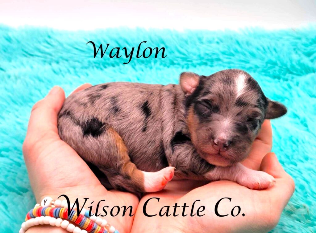 waylon name