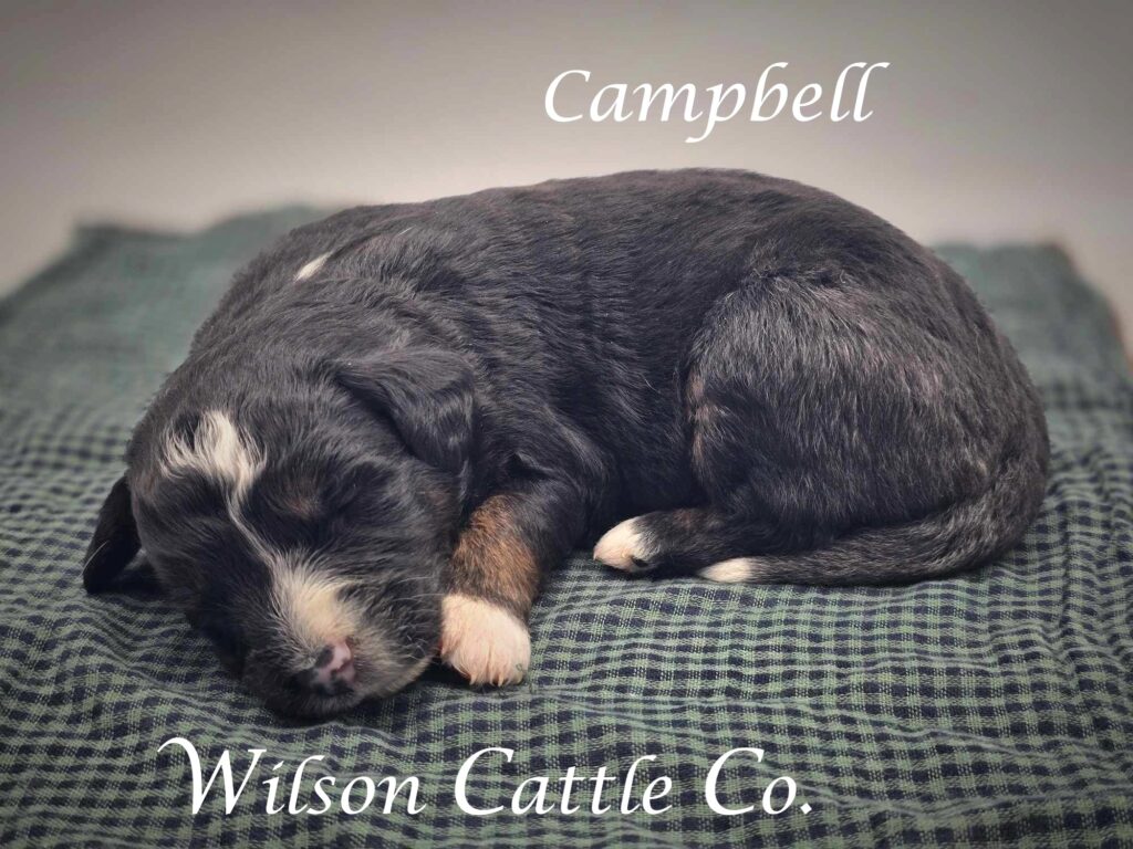 campbell 1 name