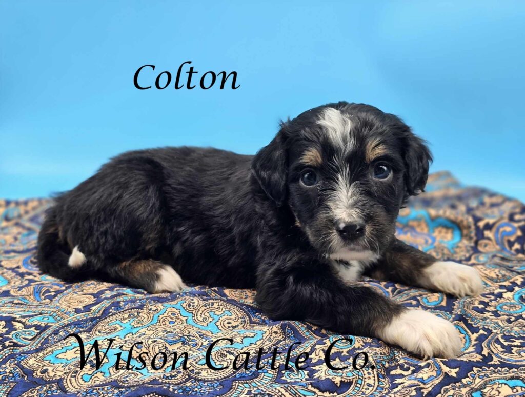 colton name