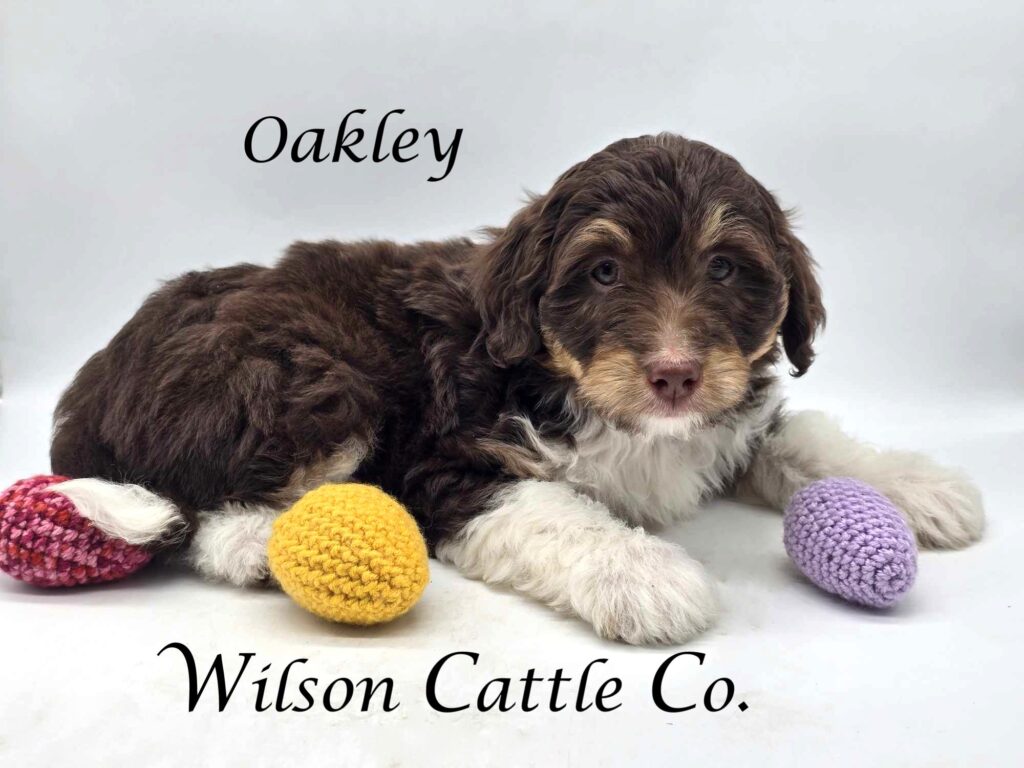 oakley 4 name
