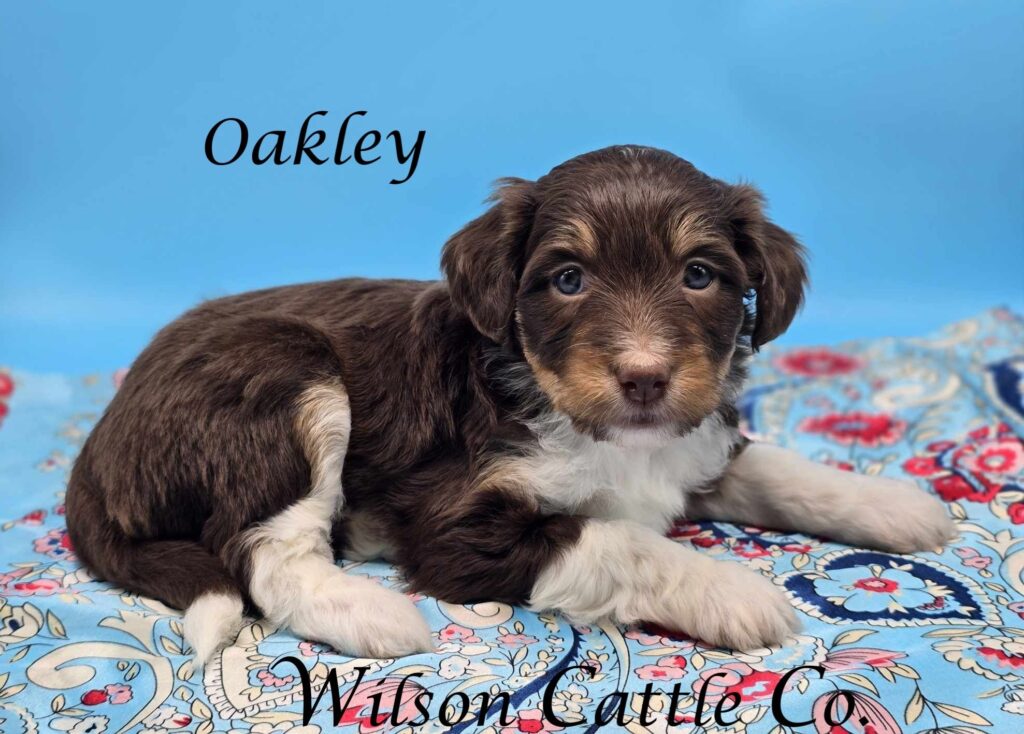 oakley name