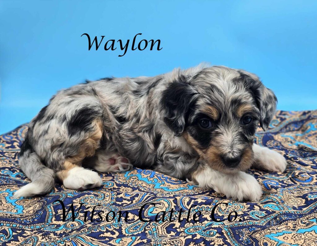 waylon name