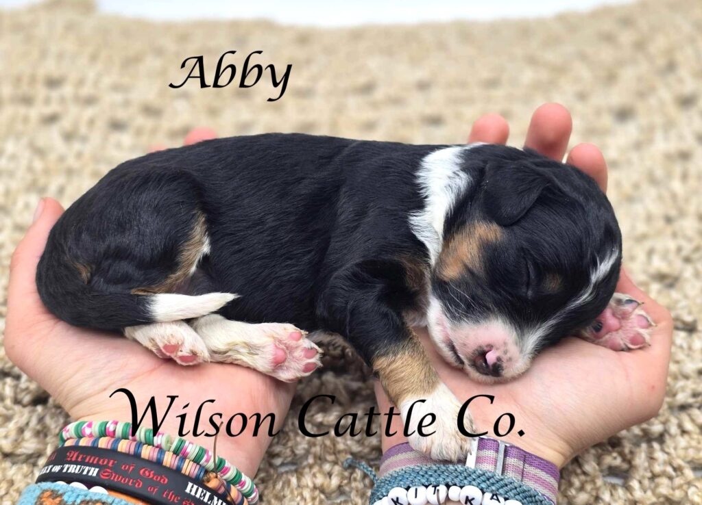 Abby name