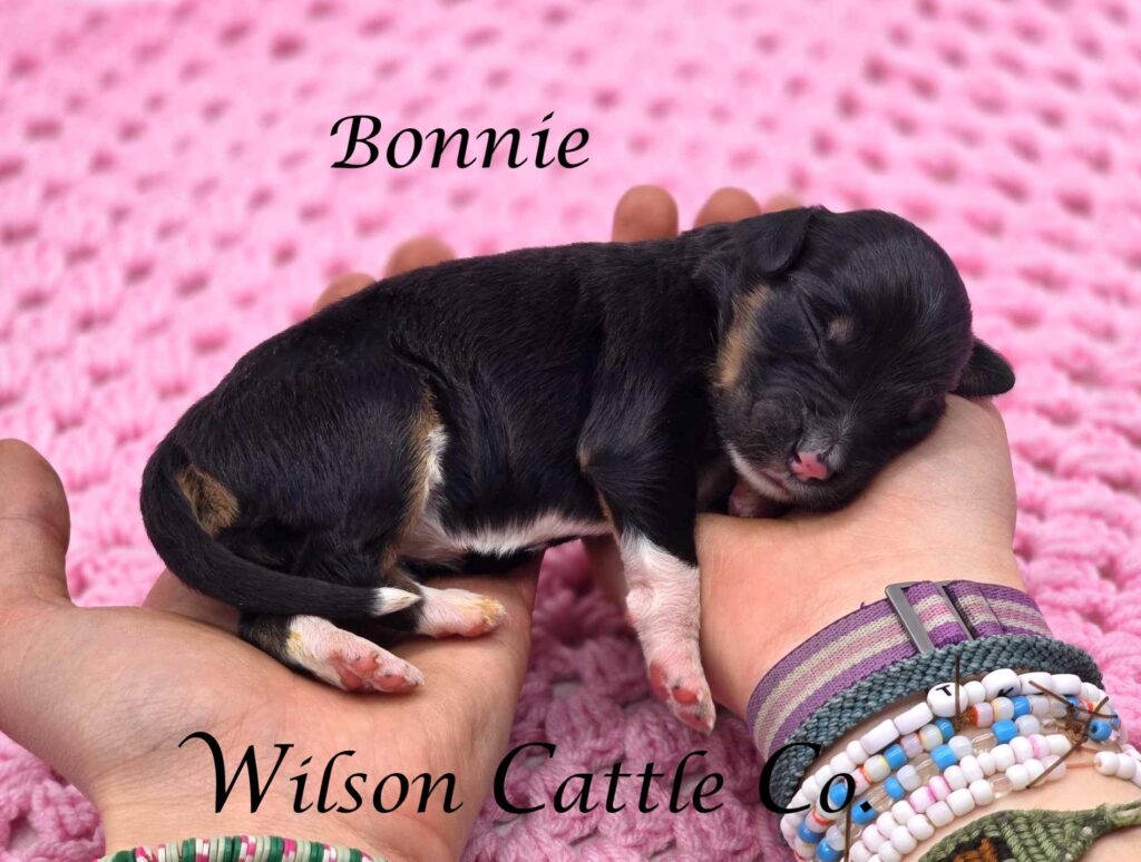 Bonnie name