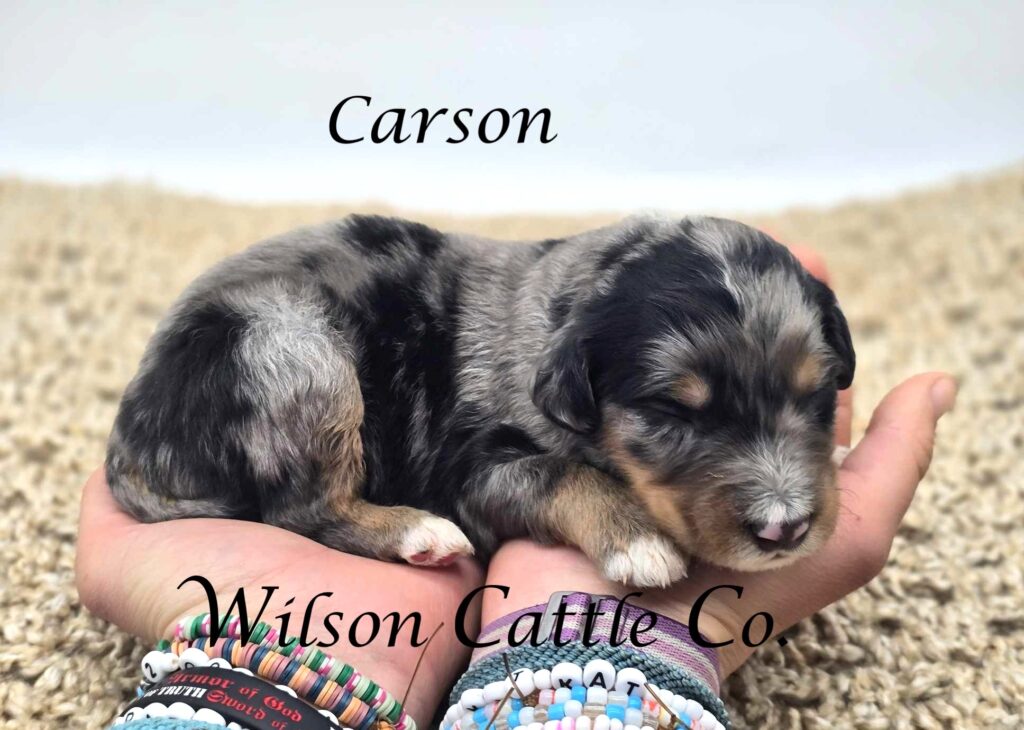 Carson name