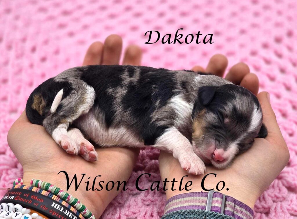 Dakota name