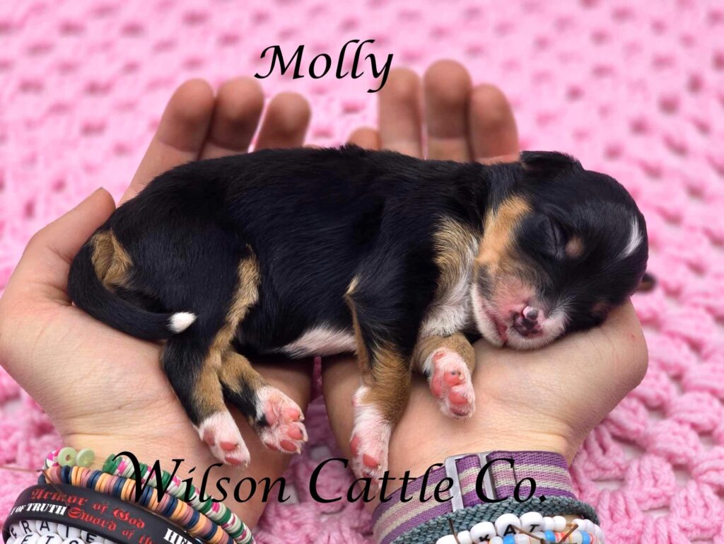 Molly name