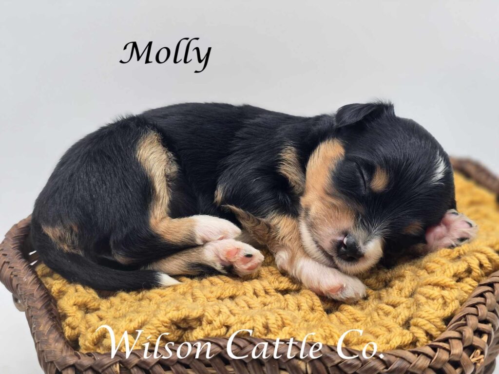 molly name