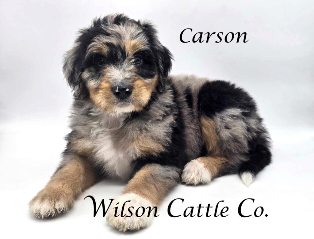 carson 2 name